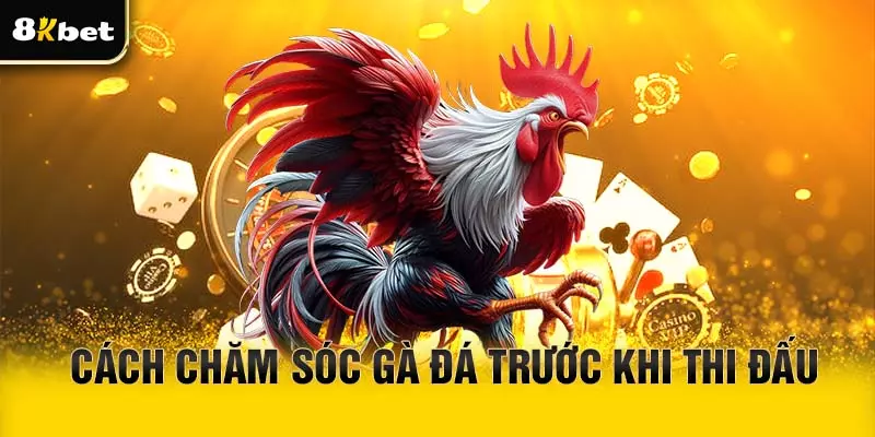 Cách chăm sóc gà đá trước khi thi đấu